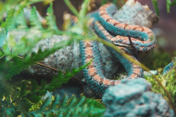 atheris