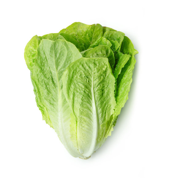romaine