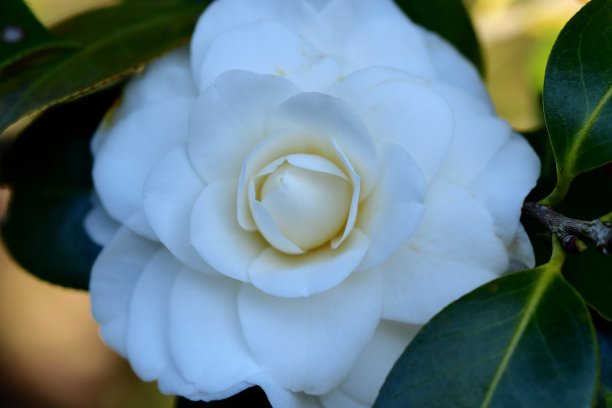 花蕊