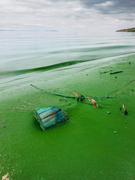 海藻产业