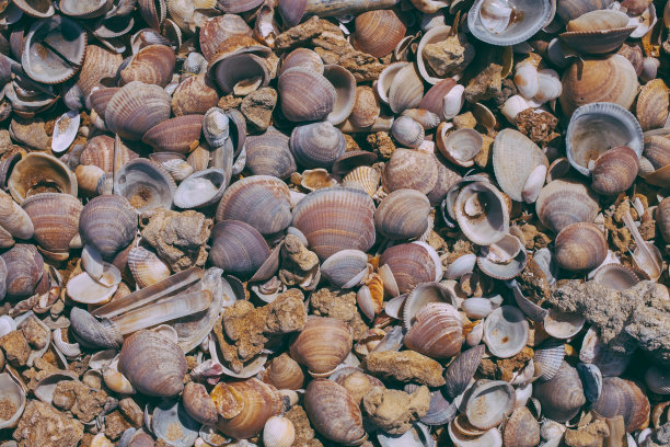 cockle