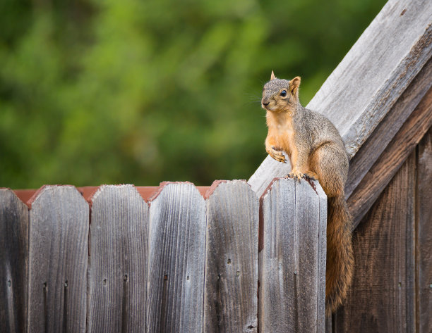 sciurus