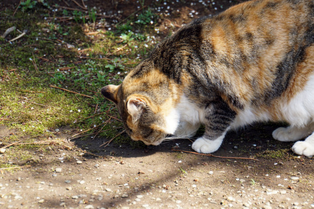 三毛猫