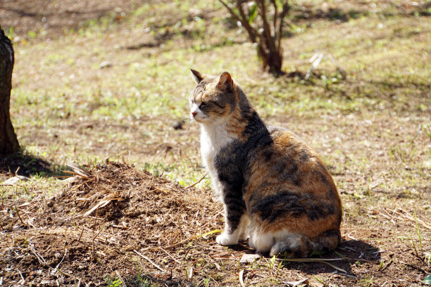 三毛猫