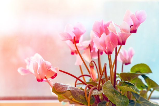cyclamen