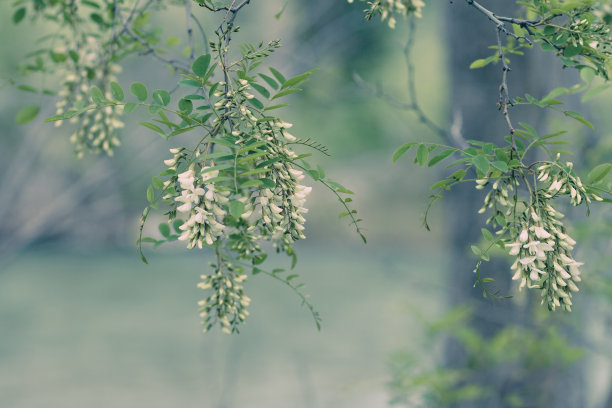 枝头洋槐花