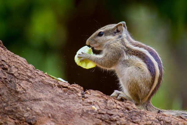 可爱小松鼠