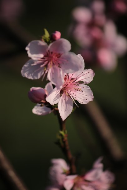 晨光中的桃花