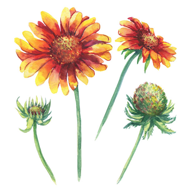 宿根草本图片大全 宿根草本设计素材 宿根草本模板下载 宿根草本图库 昵图网soso Nipic Com