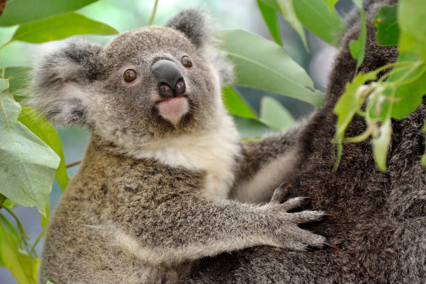 koala