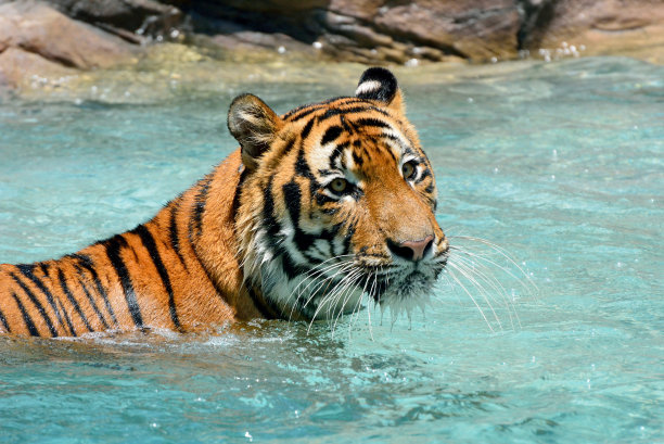 老虎洗澡