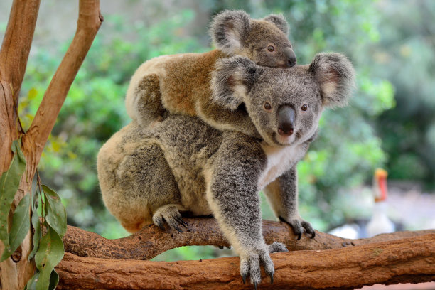 wildlife