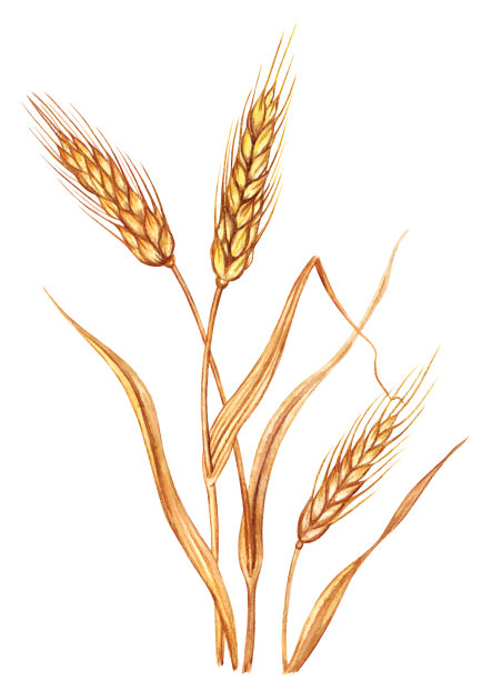 triticum