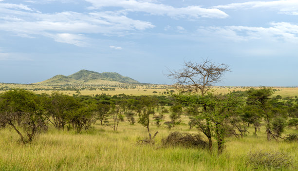 serengeti