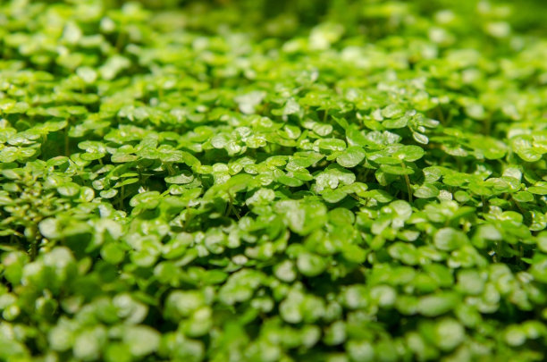 duckweed