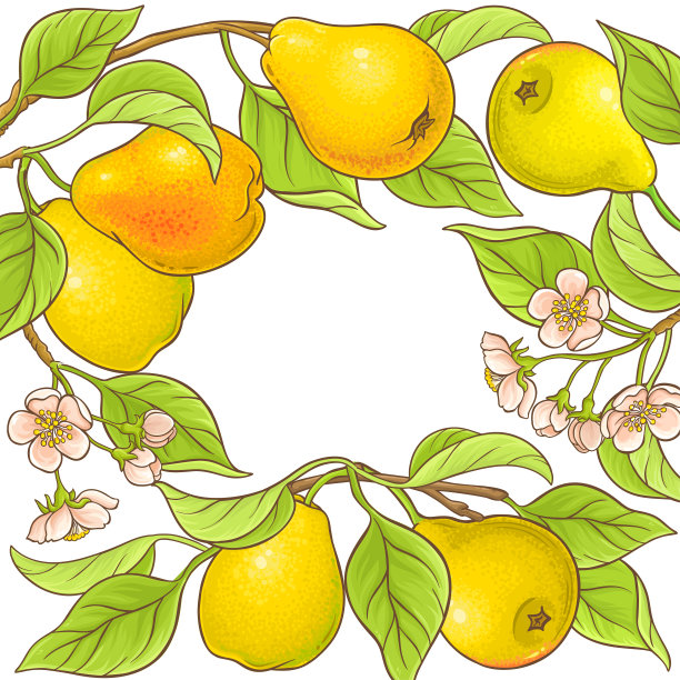 pyrus