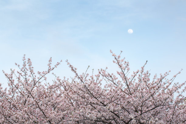 樱花与月亮
