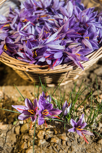 saffron