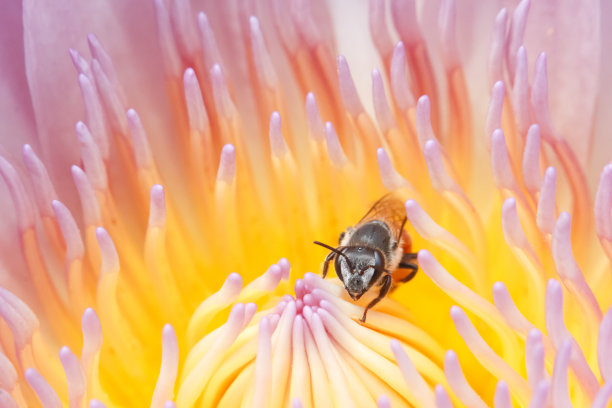 蜜蜂与睡莲