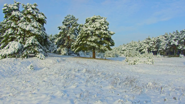 下雪的小树林
