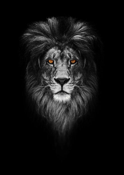 lions