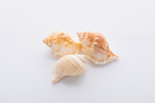 腹足动物