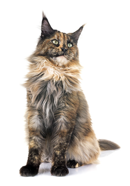猫背景图片大全 猫背景设计素材 猫背景模板下载 猫背景图库 昵图网soso Nipic Com