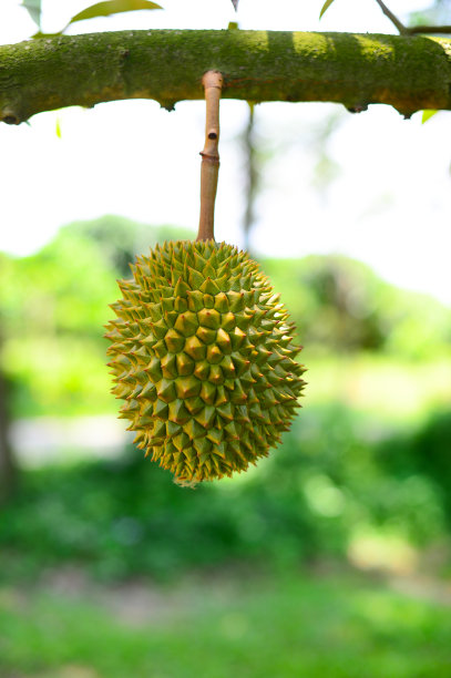 户外,季节,绿色