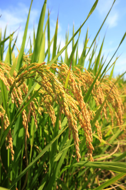 干旱的稻田