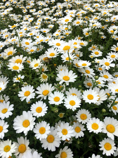 一堆菊花
