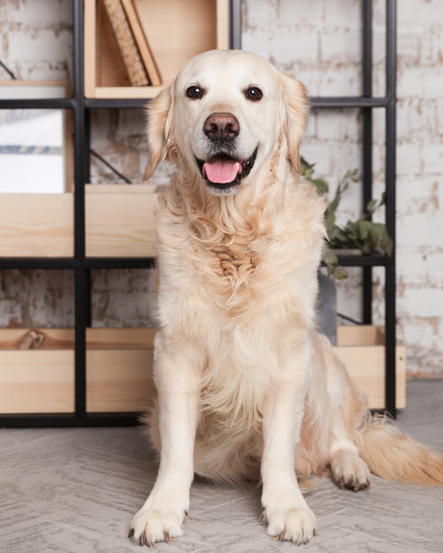 labrador