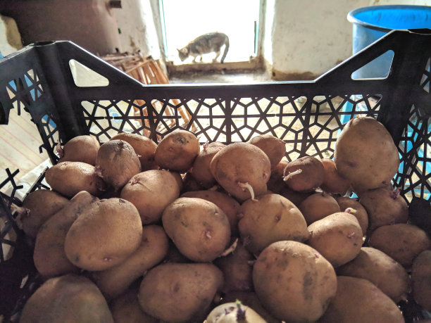 春天种土豆