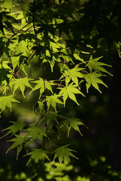 小苗五角枫