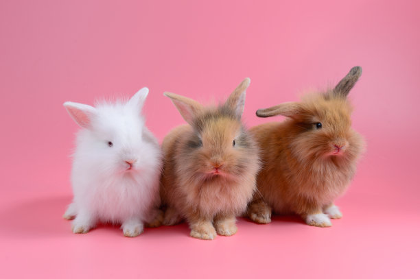 小兔子抱胡萝卜