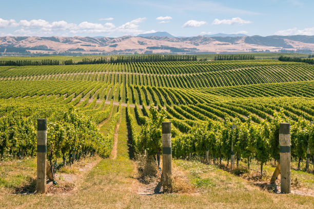 vineyard