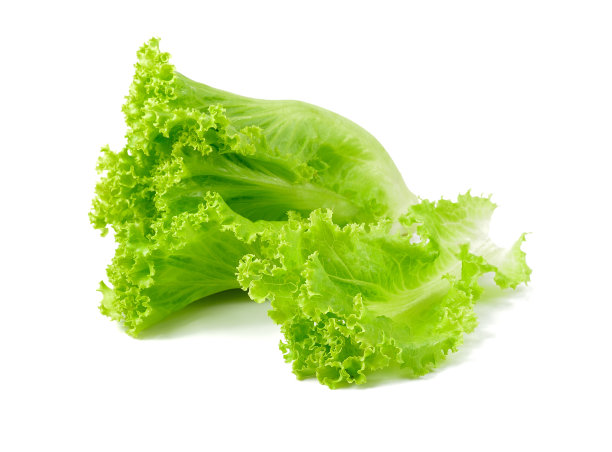 生菜