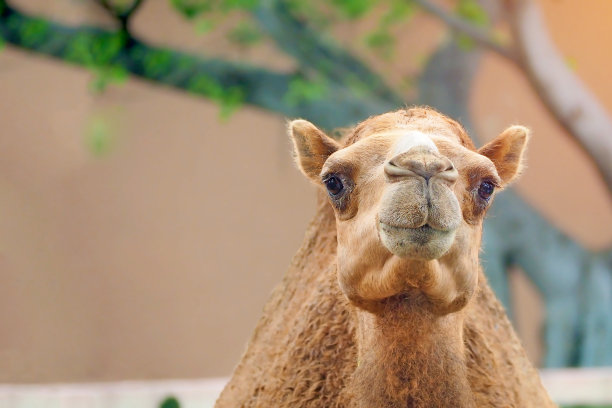 骆驼,动物园骆驼