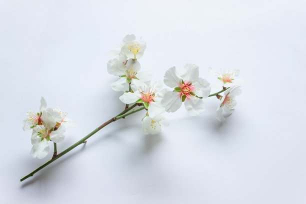 创意扁桃