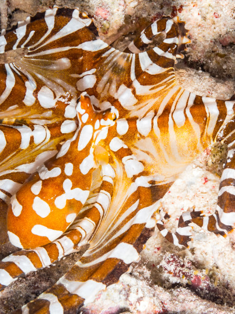 海洋生物章鱼