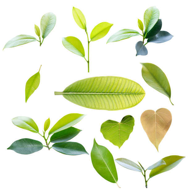 pyrus