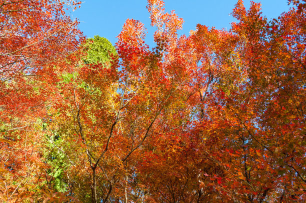 maple