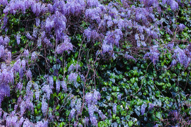 紫藤树藤