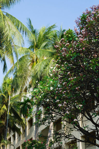 椰树摄影图