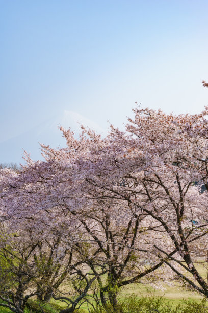 富士市