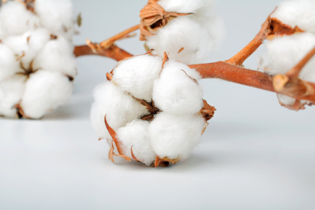 cotton