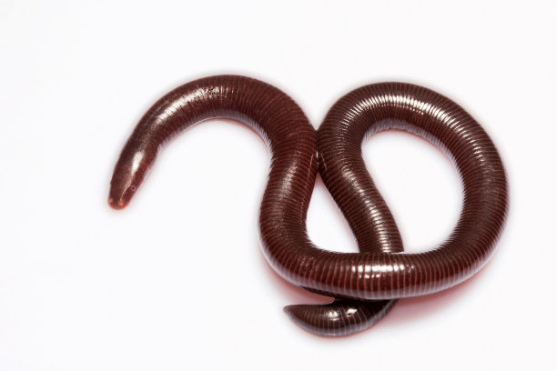 caecilian