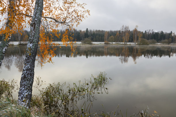 秋季湖边白桦树林