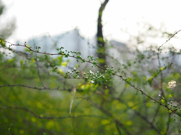 锈线菊属的灌木