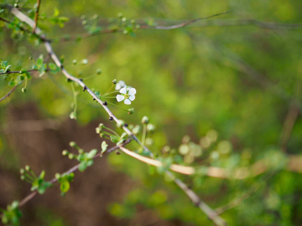 锈线菊属的灌木