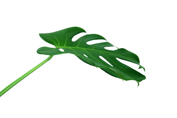 araceae